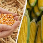 A legjobb időszak a kukorica vetésére 2025-ben: ne hagyja ki! A legjobb időszak a kukorica vetésére 2025-ben: ne hagyja ki!