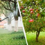 A levéltetvek soha többé nem érnek az almafákhoz: hatékony két összetevőből álló megoldás A levéltetvek soha többé nem érnek az almafákhoz: hatékony két