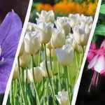 A szakértő 7 olyan növényt nevez meg, amelyet érdemes idén ősszel a kertbe ültetni A szakértő 7 olyan növényt nevez meg, amelyet érdemes idén