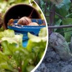 Egyszerű cselekvés augusztusban: egy kertész megosztotta, hogyan lehet a céklát édes és lédúsan édesíteni Egyszerű cselekvés augusztusban: egy kertész megosztotta, hogyan lehet a céklát