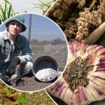 Fokhagyma nő, mint az élesztő: hogyan készítsük elő az ágyakat ősszel Fokhagyma nő, mint az élesztő: hogyan készítsük elő az ágyakat