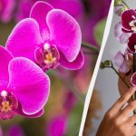 Hogyan kell átültetni egy orchideát egy új edénybe: hasznos tippek Hogyan kell átültetni egy orchideát egy új edénybe: hasznos tippek