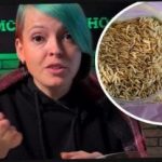 Hogyan válasszuk ki az almabor növényeket, és lepjük meg a szomszédokat a betakarítással: egy kertész hatékony tippeket adott Hogyan válasszuk ki az almabor növényeket, és lepjük meg a