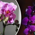 Hová tegyük az orchideákat: brit szakértők megnevezték az ideális helyet a lakásban Hová tegyük az orchideákat: brit szakértők megnevezték az ideális helyet