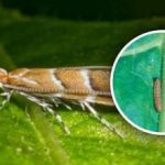 Új kártevőinvázió Ukrajnában: a növények 80%-a veszélyben, hogyan lehet ellene küzdeni? Új kártevőinvázió Ukrajnában: a növények 80%-a veszélyben, hogyan lehet ellene