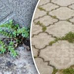 Vegyszerek és felesleges erőfeszítések nélkül: hogyan lehet percek alatt megszabadulni a gyomoktól az udvaron Vegyszerek és felesleges erőfeszítések nélkül: hogyan lehet percek alatt megszabadulni